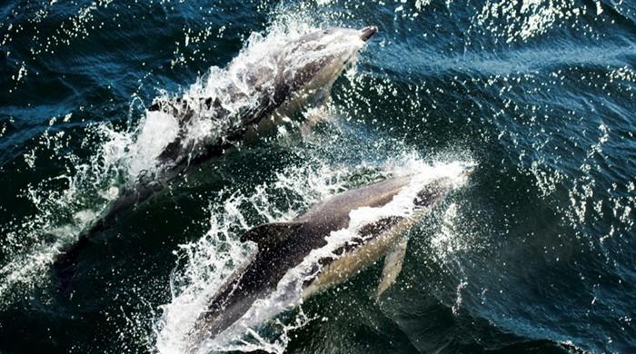 Wild dolphins are sicker than captive ones: US study