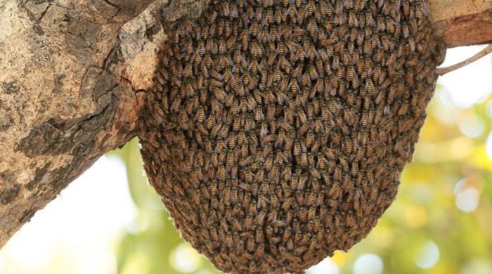 Honeybees sting one to death in Islamabad university
