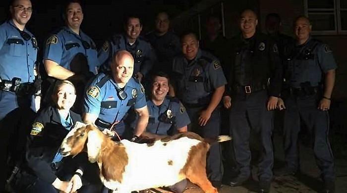 Minnesota's Gordy the goat rescued from kidnappers