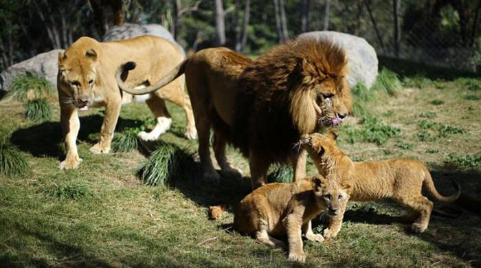 Lion cubs born in Chile after world first veterinary procedure