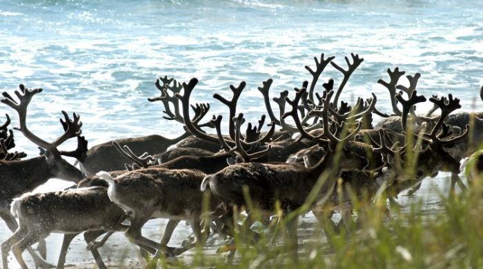 Norway to kill 2,000 reindeer to eradicate disease