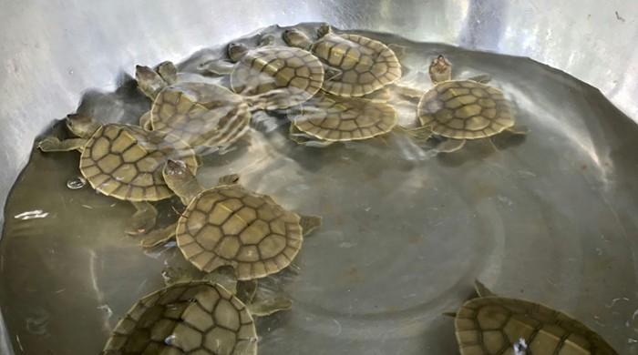 Hatchlings raise hope for Cambodia's endangered 'Royal Turtle'