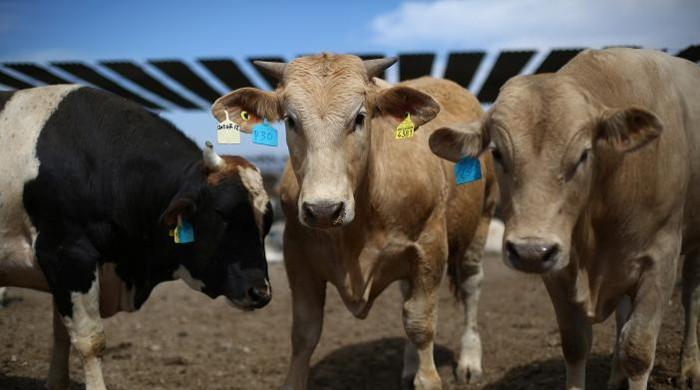 Mexican beef exporters look to Muslim markets as US alternatives