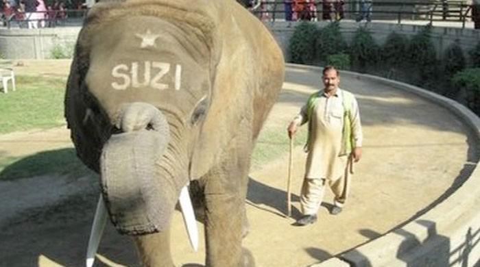 Lahore Zoo’s favourite attraction no more