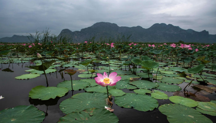 After 10-year gap, Thai lotuses bloom again