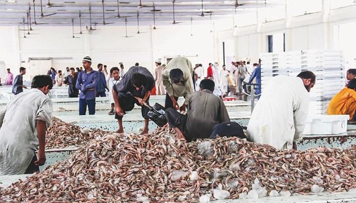 US imposes ban on import of shrimps from Pakistan