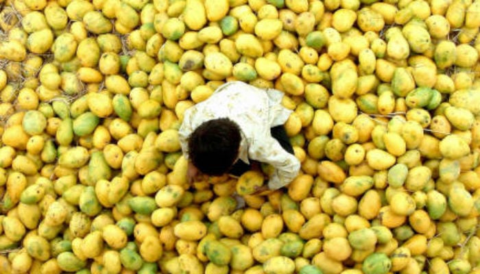 Pakistan expected to export 100,000 metric tonnes mangoes 