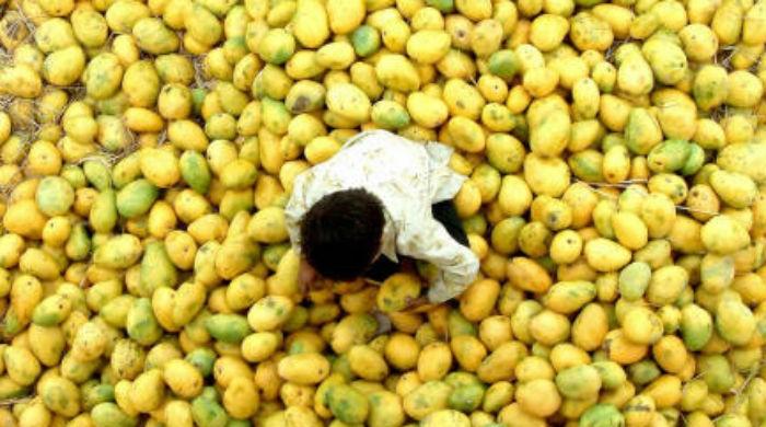 Pakistan expected to export 100,000 metric tonnes mangoes 