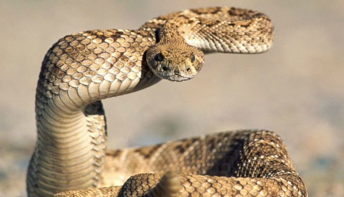 Terrifying video of extremely close encounter with rattlesnake will leave you scared