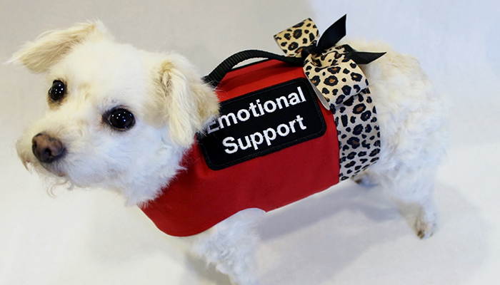 Why therapists shouldn’t approve patients’ emotional support animals