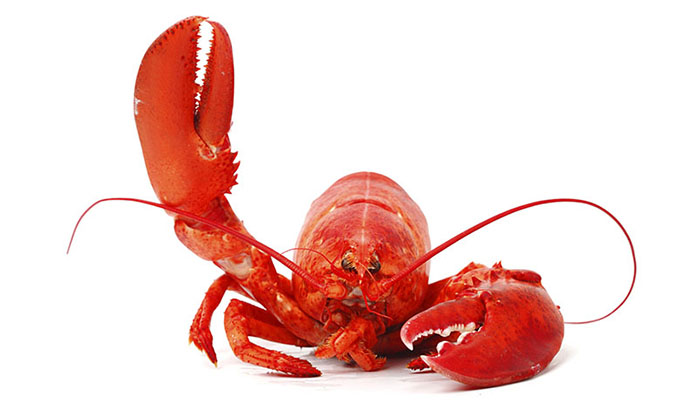 Italian court says lobsters must not catch cold before cooking