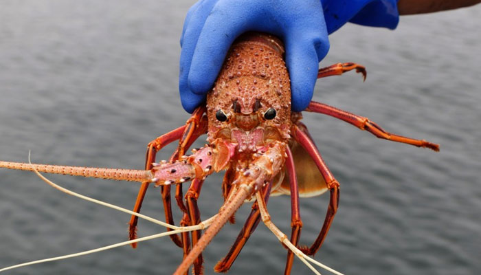 A representational image showing a person holding a lobster. — AFP/File