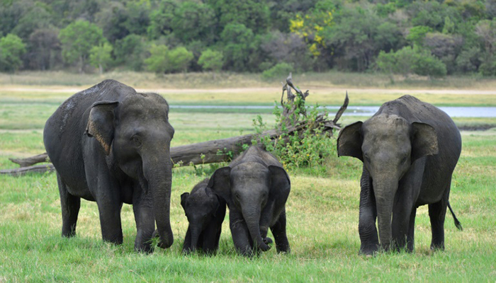 Sri Lanka eyes elephant menace at cricket stadium