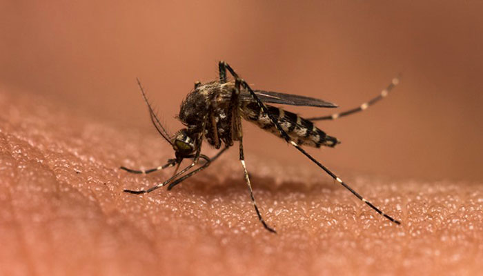 Experts concerned over lack of Chikungunya awareness 