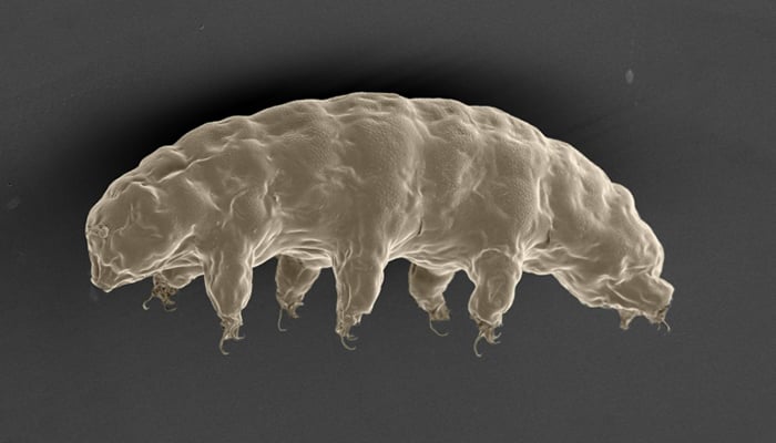 The freak, or indestructible 'water bear', shall inherit the Earth