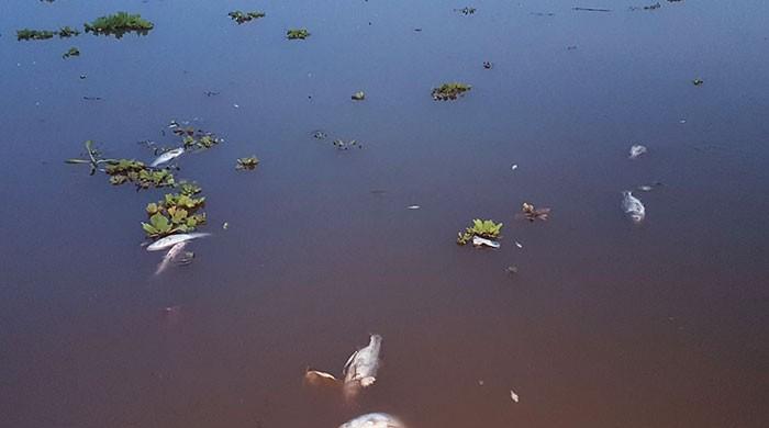 WASA claims poison not found in Rawal Dam, water supply to Rawalpindi remains suspended 