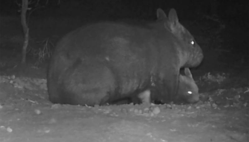 Rare birth of endangered hairy-nosed wombat in Australia