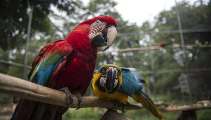 Birds get new wings at Brazil rehab center
