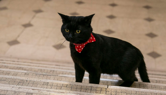 Gladstone – British finance ministry's top cat – toasts first year in office