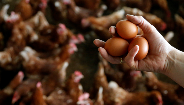 Tainted eggs scandal spreads to Britain, France