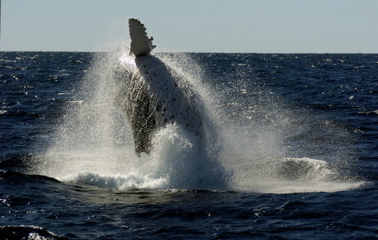 Passenger knocked out as whale slams into Australia boat