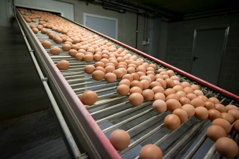 Belgium accuses Netherlands of tainted eggs cover-up