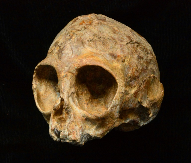 Ancient skull hints at African roots for prehistoric ancestor: study