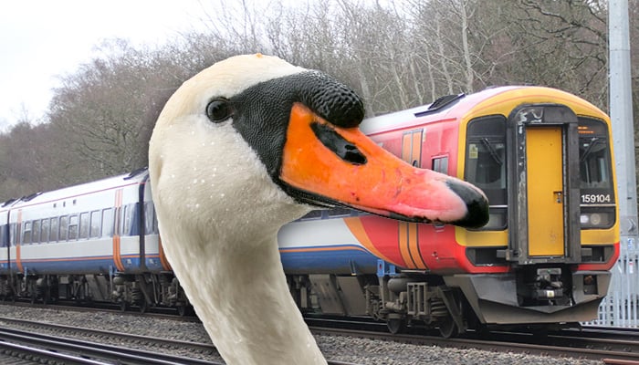 Swan on the line leaves London commuters in a flap