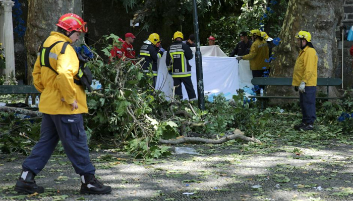 Falling tree kills 12 at Portugal religious festival