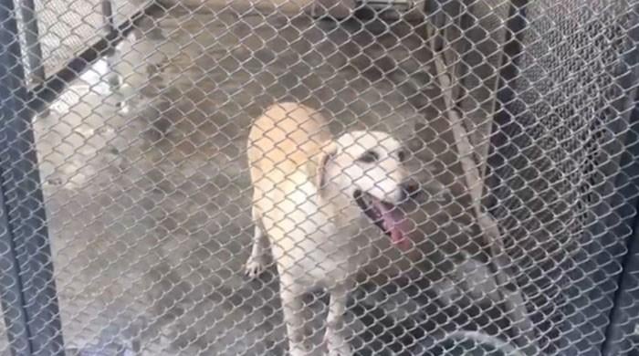 13 sniffer dogs of KP police die within three years