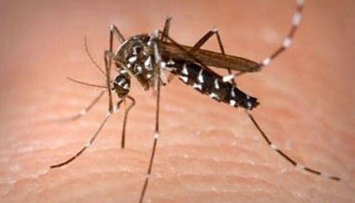 Number of dengue patients crosses 1,000 in Peshawar