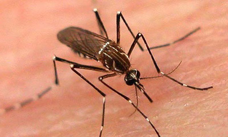 Dengue death toll reaches 11, 239 new cases reported in KP 