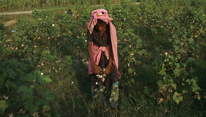 Women pickers toil unprotected in Pakistan's cotton fields