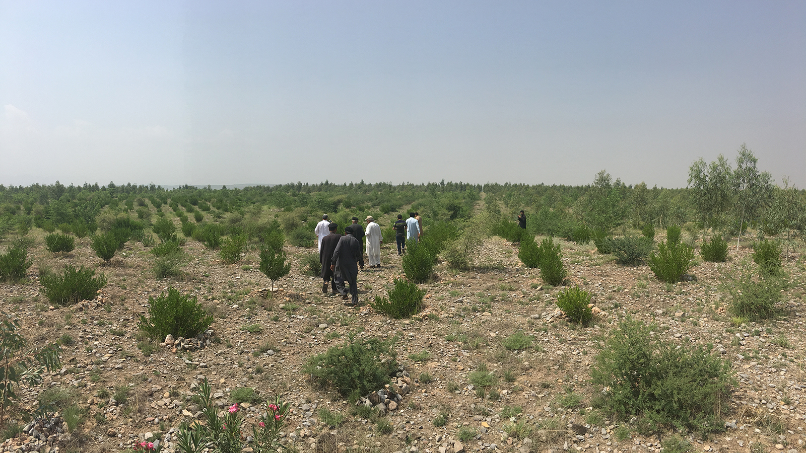 KP is almost done planting one billion trees. Are the other provinces up for the challenge?