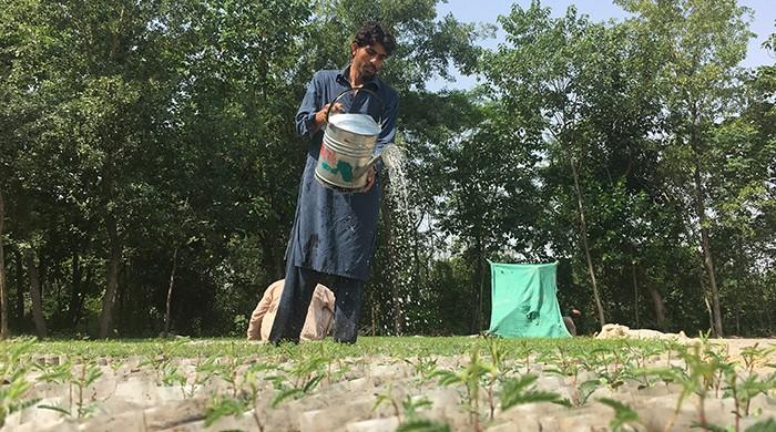 KP is almost done planting one billion trees. Are the other provinces up for the challenge?