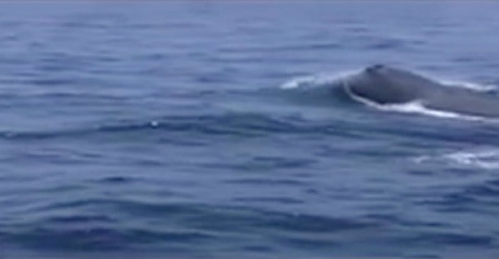 Rare sperm whale spotted in Pakistan for the first time