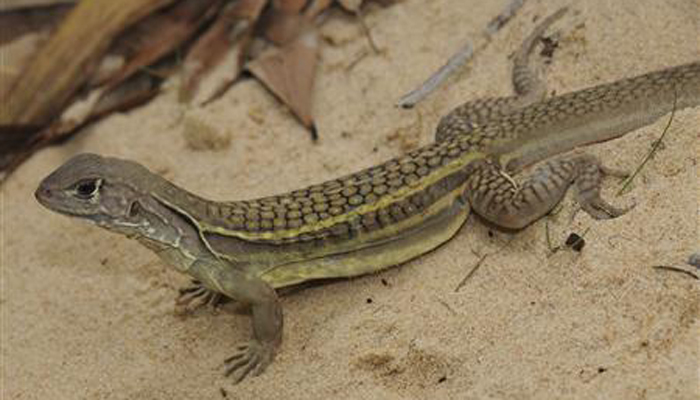 Sock horror! Terrifying lizard turns out to be dirty clothing