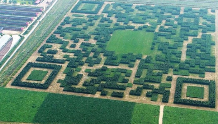 Villagers make a giant tech code using trees in China
