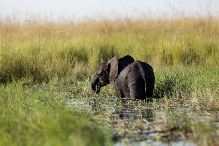 Nine stray elephants electrocuted in Botswana