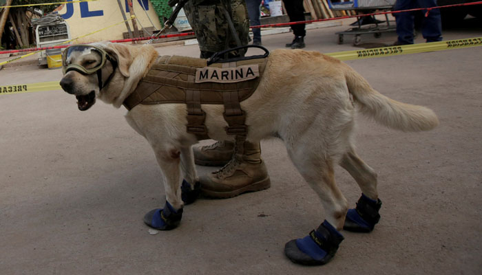 Frida the rescue dog emerges as hero of Mexican earthquake