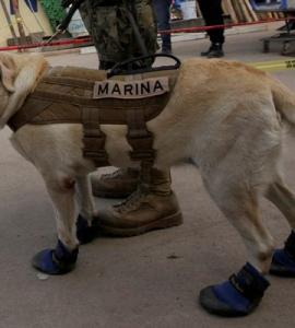 frida the rescue geo tv news breaking pakistan world live frida the rescue geo tv news breaking pakistan world live