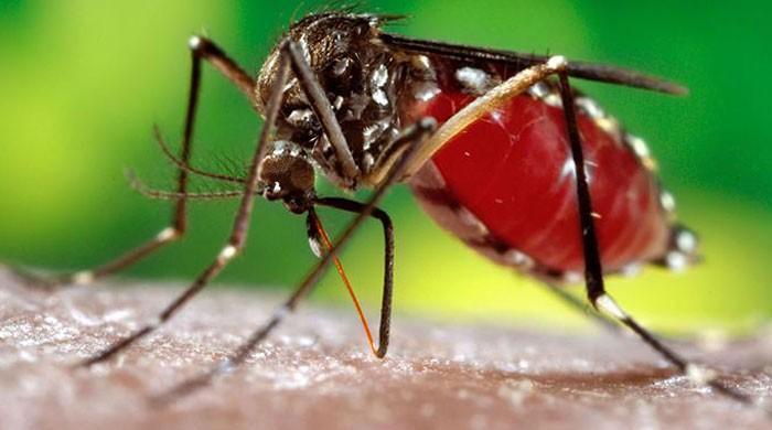 Dengue death toll rises to 34 in KP  