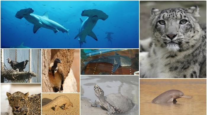If Pakistan doesn't act now it could lose these 10 animals forever