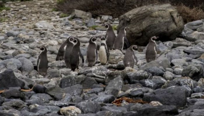 Chile penguins win battle in war against mine