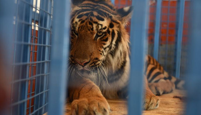 Two tigers rescued from Aleppo find new Dutch home