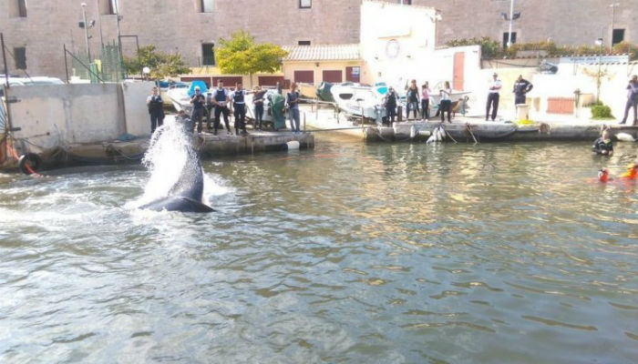 Confused whale blocks Marseille marina