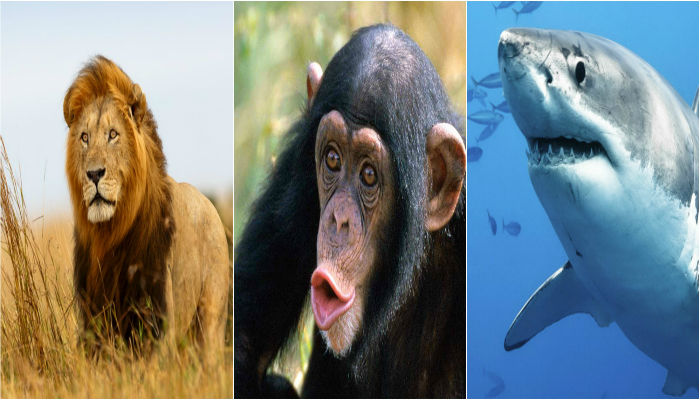 Lions, chimps, sharks get added protection under UN convention