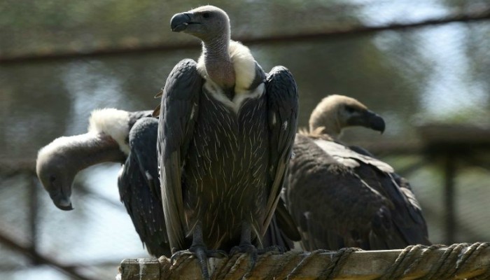 Unloved vultures fight for their survival in Pakistan