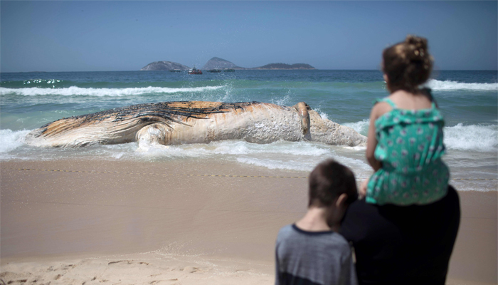 Dead whale surprises swimmers at iconic Rio beach