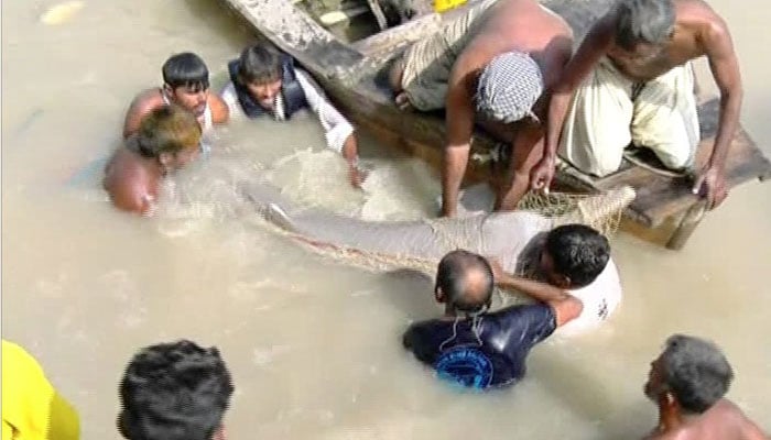 Two blind dolphins rescued near Sukkur